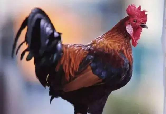 公鸡原神爆料视频下载 第1张 公鸡原神爆料视频下载 第1张